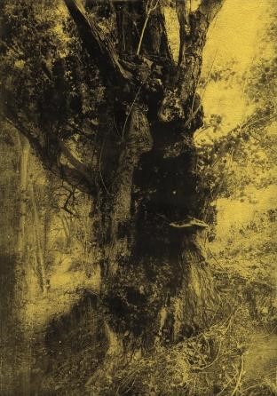 Anaïs Boudot, sans titre (arbre2), série La noche oscura, 2017, cour­tesy Gale­rie Binom